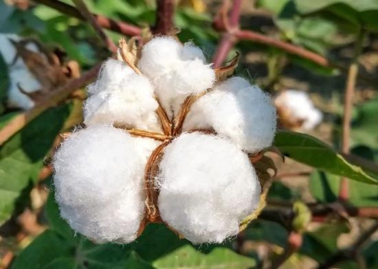 Czym Jest Bawe na Kompleksowy Przewodnik Sinosilk
